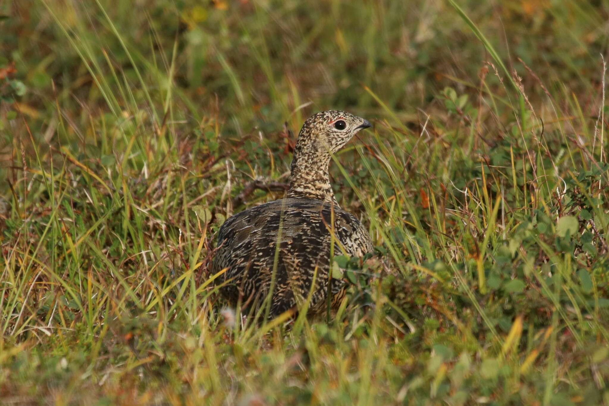 Image of <i>Lagopus muta komensis</i>