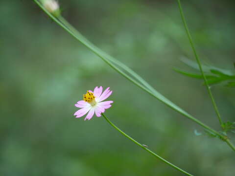 Image of wild cosmos