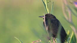 Image of Unicolored Blackbird