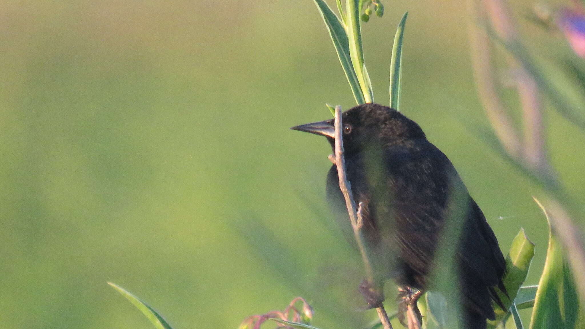 Image of Unicolored Blackbird