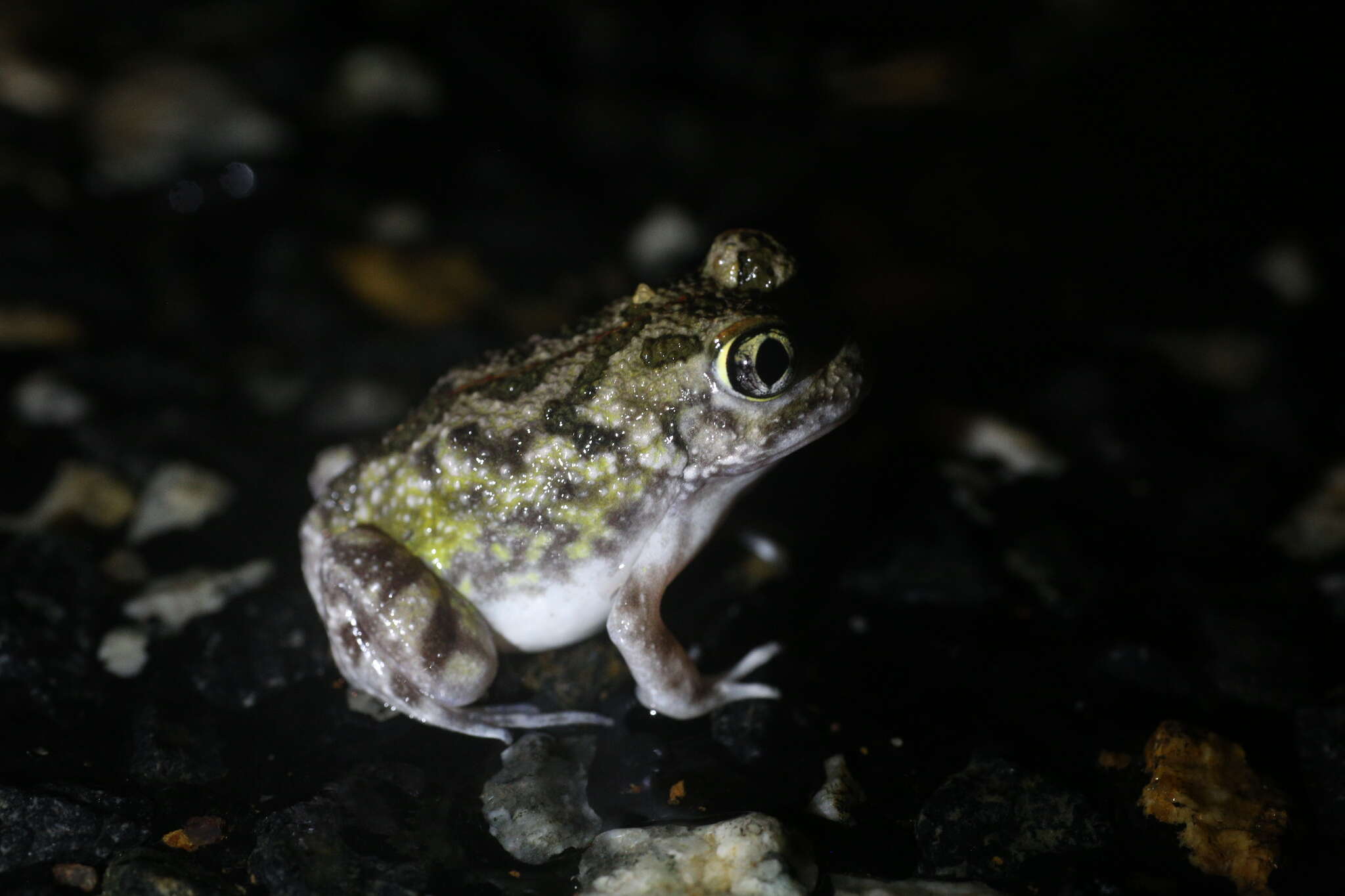 Imagem de Neobatrachus pelobatoides (Werner 1914)