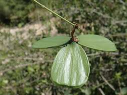 صورة Loeseneriella urceolus (Tulasne) N. Hallé