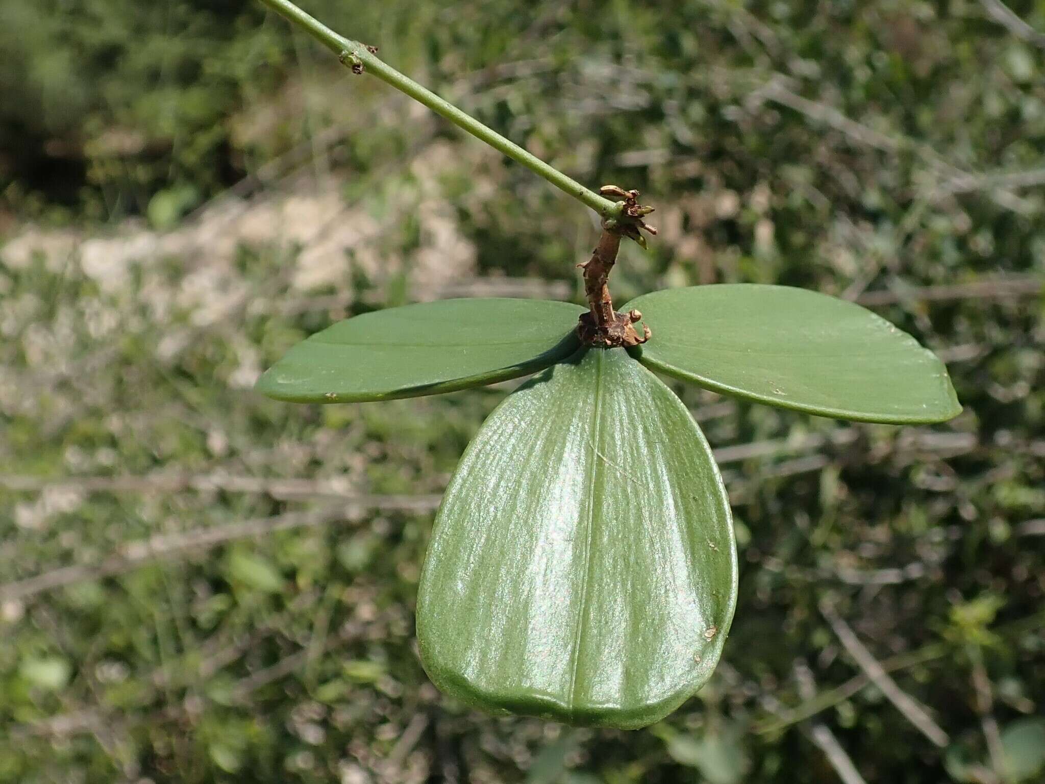 Image of Loeseneriella urceolus (Tulasne) N. Hallé