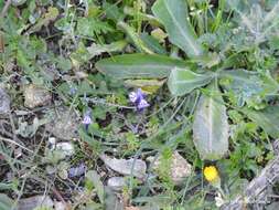 Plancia ëd Linaria amethystea (Vent.) Hoffmgg. & Link