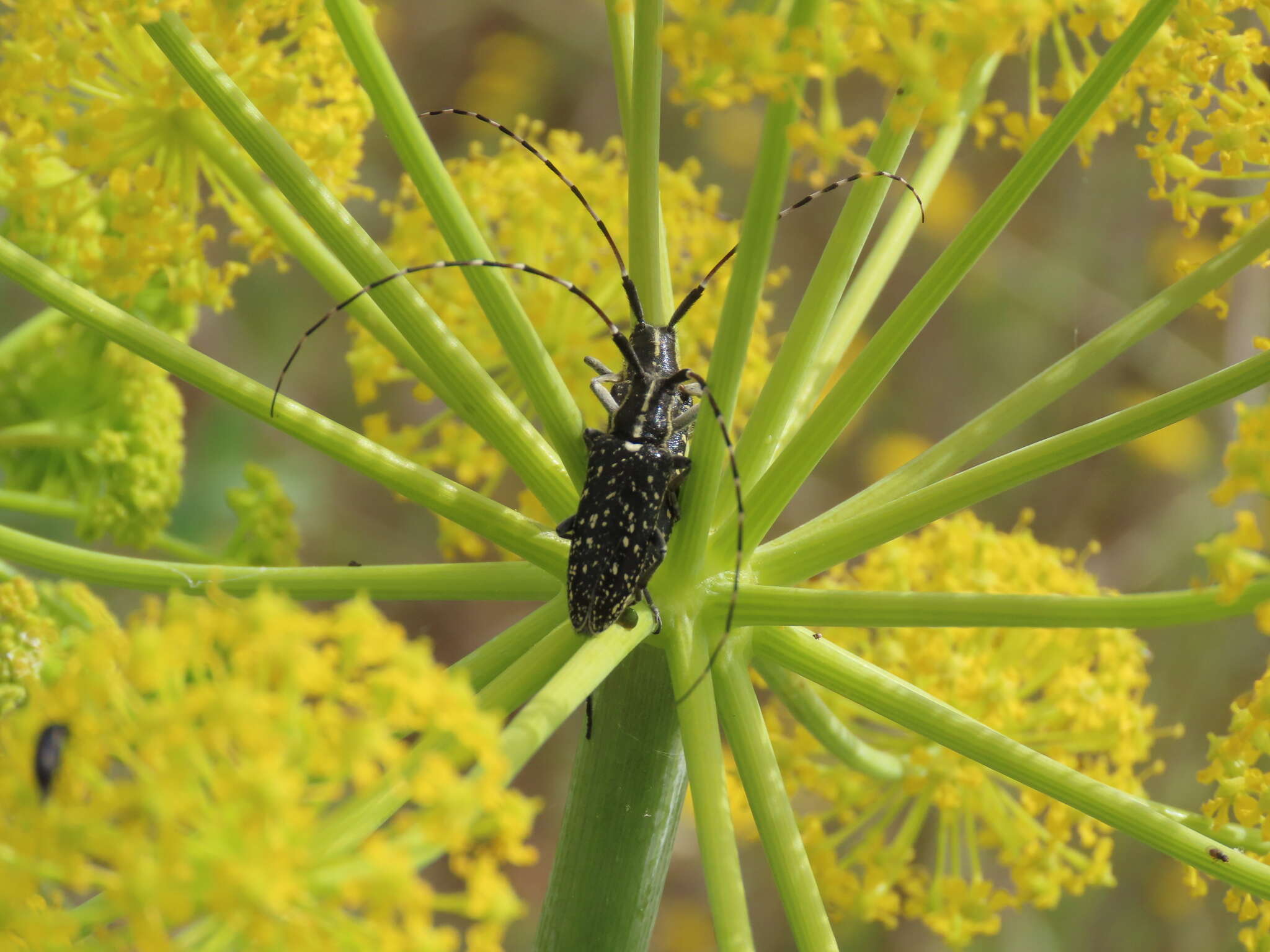 Image of Agapanthia (Epoptes) irrorata (Fabricius 1787)