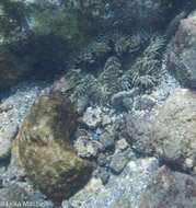 Image of beaded anemone