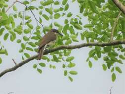 Image of Malabar Woodshrike