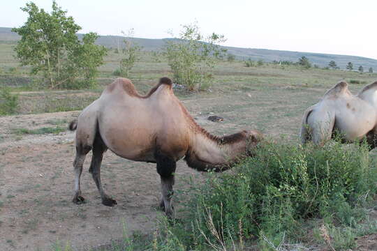 Image of Bactrian camel