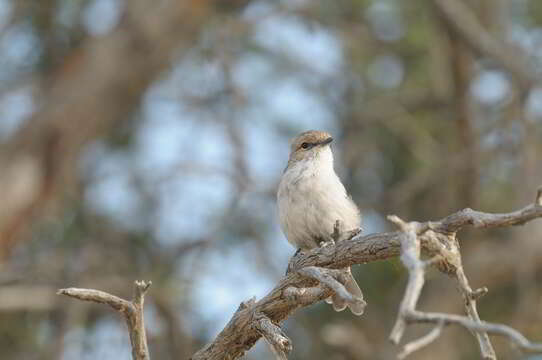 Image of <i>Bradornis mariquensis</i>