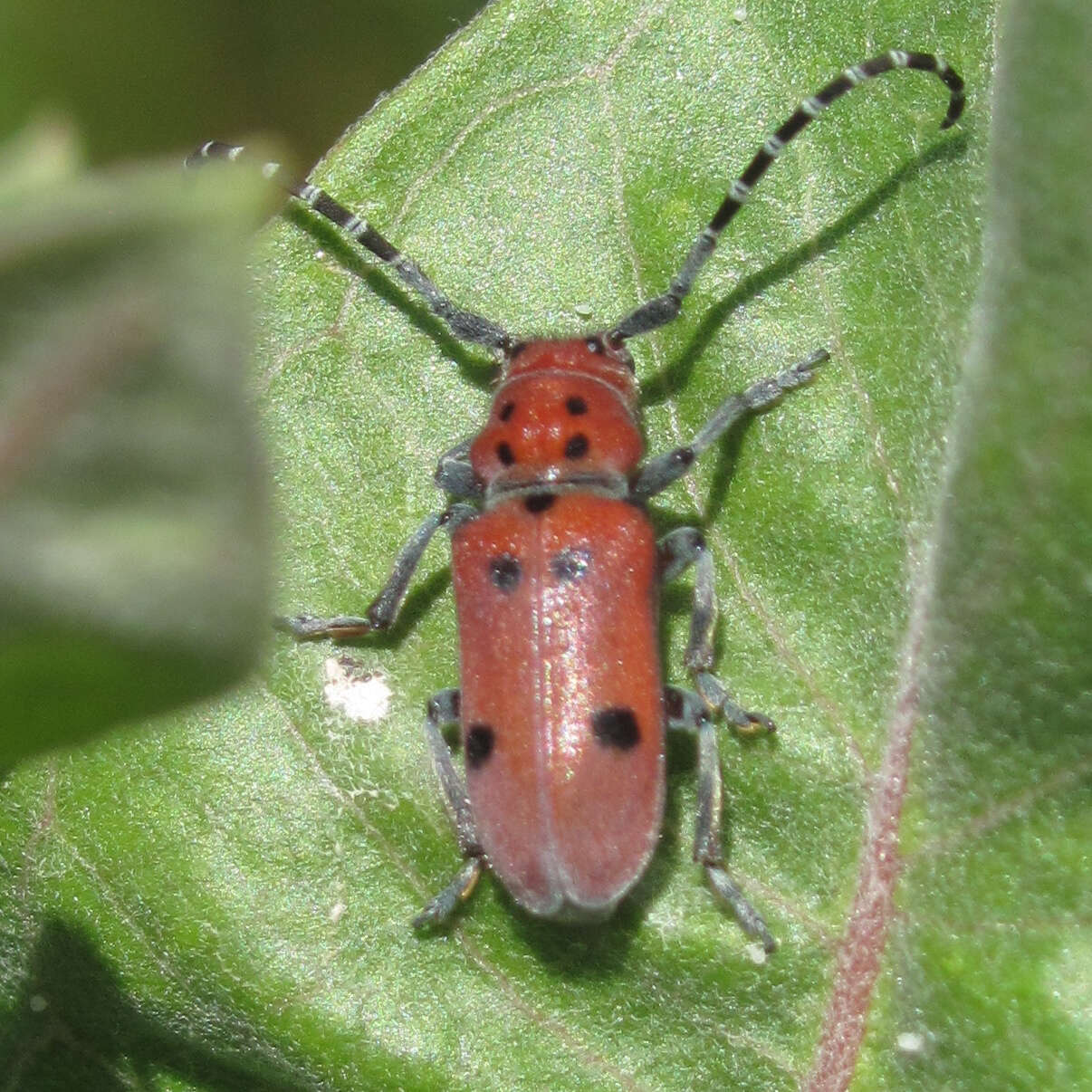 Image of Tetraopes annulatus Le Conte 1847