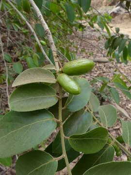 Image of Casearia tomentosa Roxb.