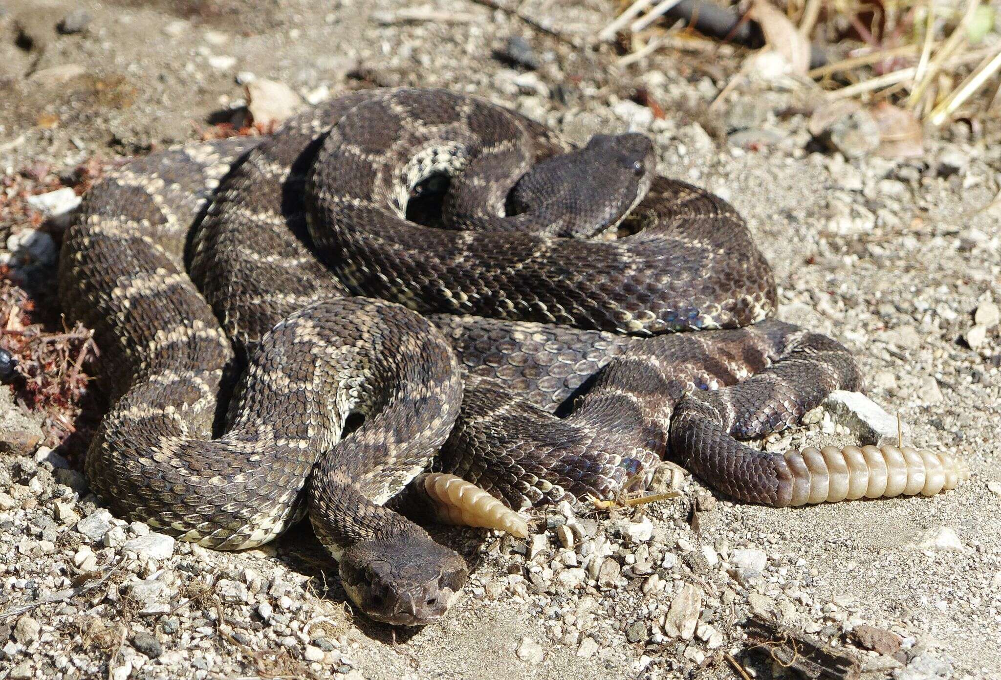 Crotalus oreganus helleri Meek 1905 resmi