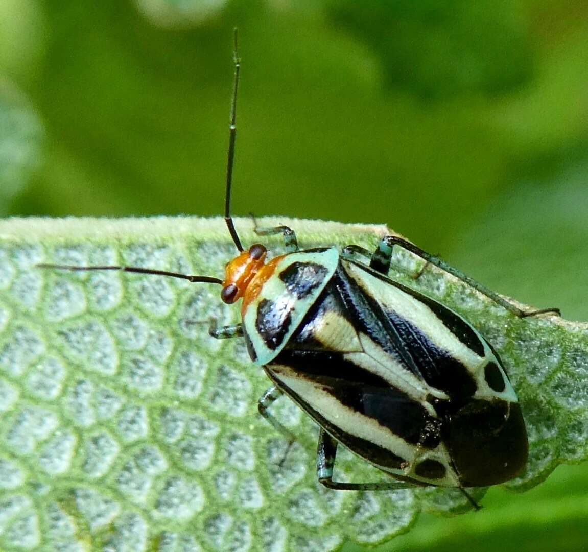 Image of Poecilocapsus