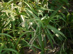 Image of Smooth Smartweed