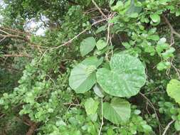 Image of Ipomoea albivenia (Lindl.) Sweet