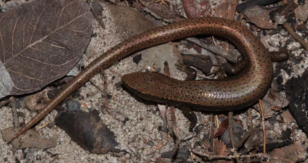 Image of Panaspis maculicollis (Jacobson & Broadley 2000)