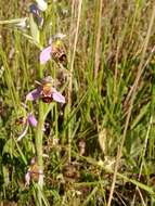 Image of Ophrys apifera var. aurita (Moggr.) Gremli