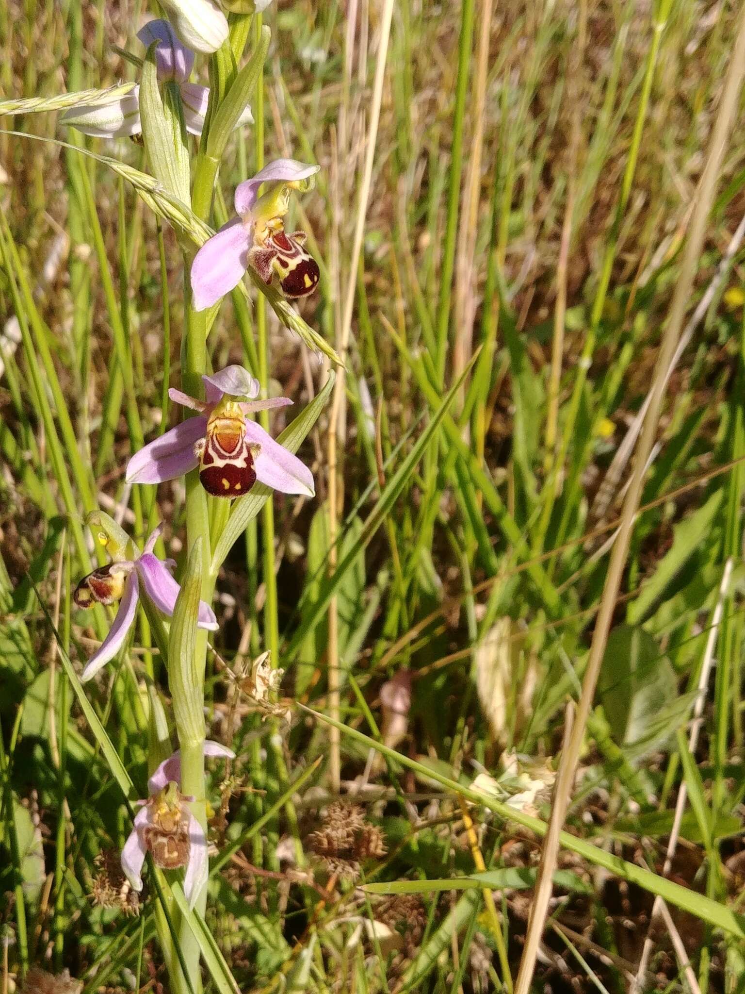 Image of Ophrys apifera var. aurita (Moggr.) Gremli