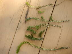 Image of American Pondweed