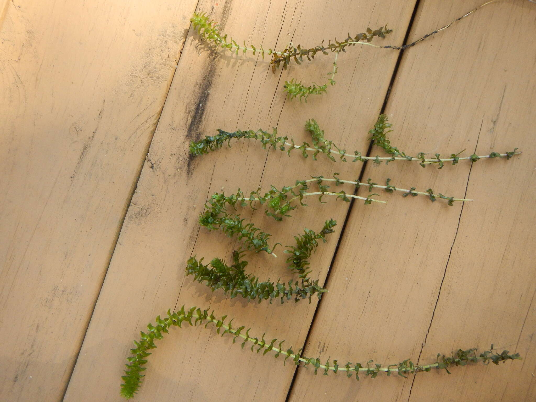 Image of American Pondweed