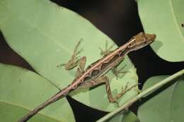 Image of Common Forest Anole