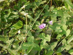 Plancia ëd Ipomoea triloba L.