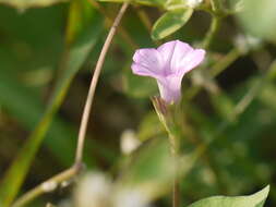 Plancia ëd Ipomoea triloba L.