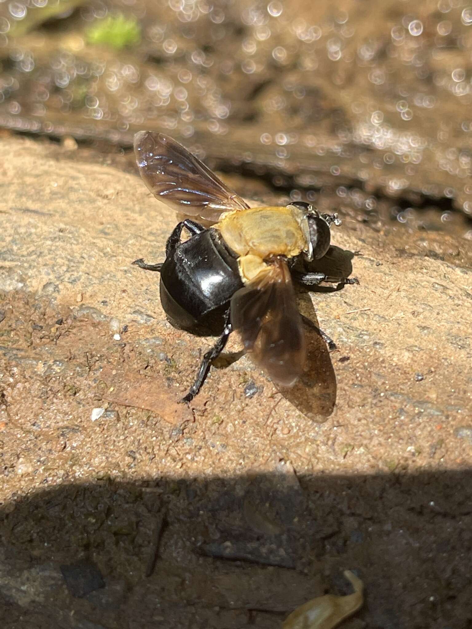 Image of Senaspis elliottii Austen 1909