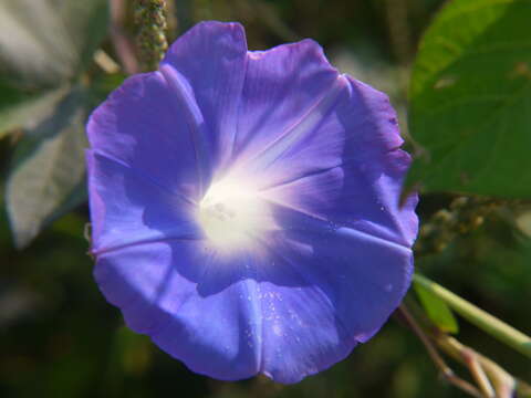 Image of whiteedge morning-glory