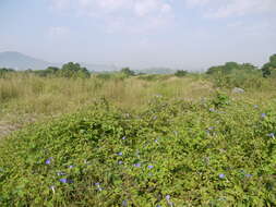 Image of whiteedge morning-glory