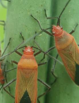 صورة Arocatus nanus (Breddin & G. 1900)