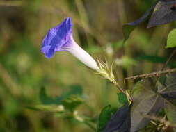 Image of whiteedge morning-glory