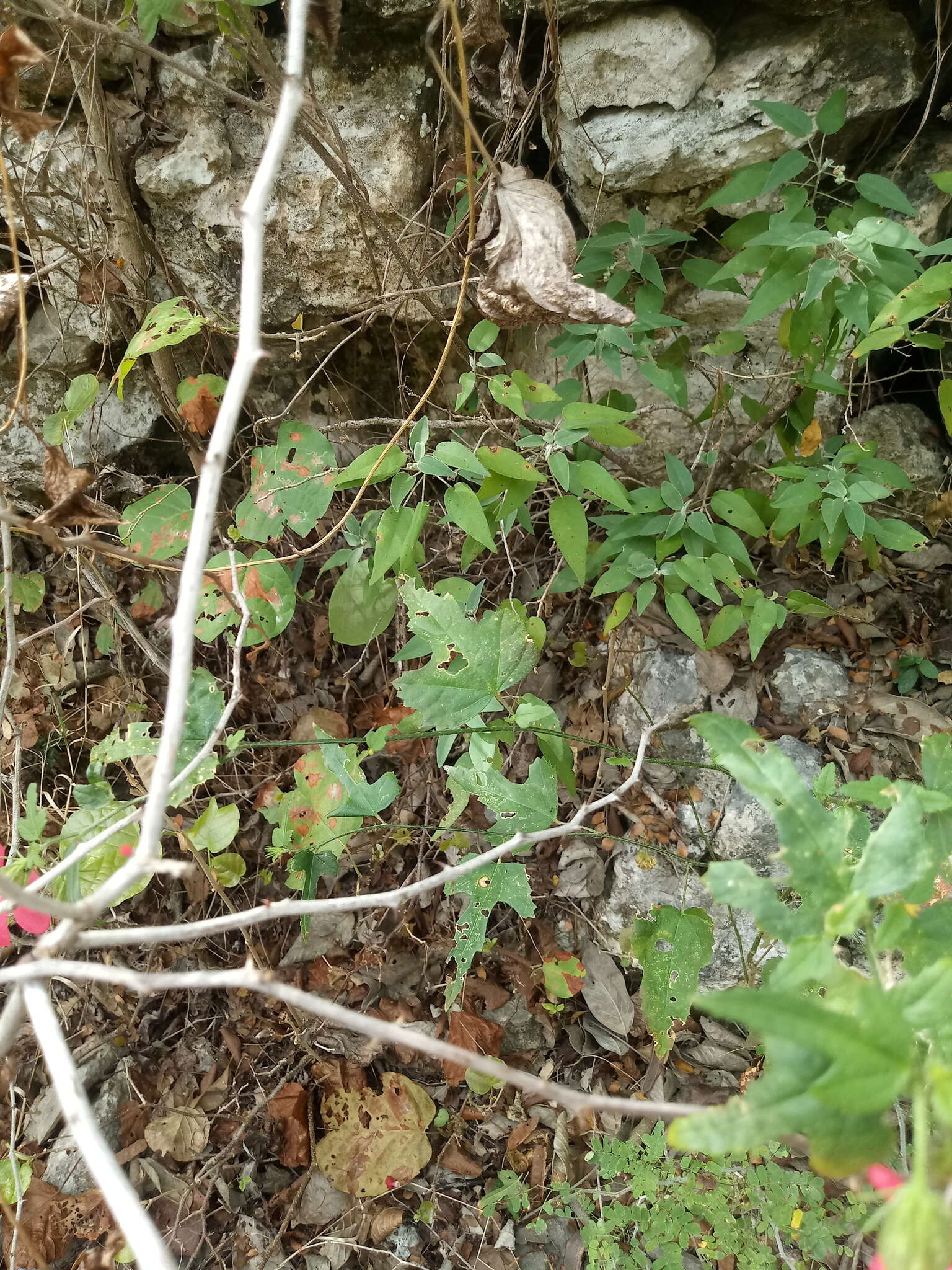 Image of Poeppig's rosemallow