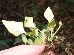 Image of Asplenium trilobum Cav.