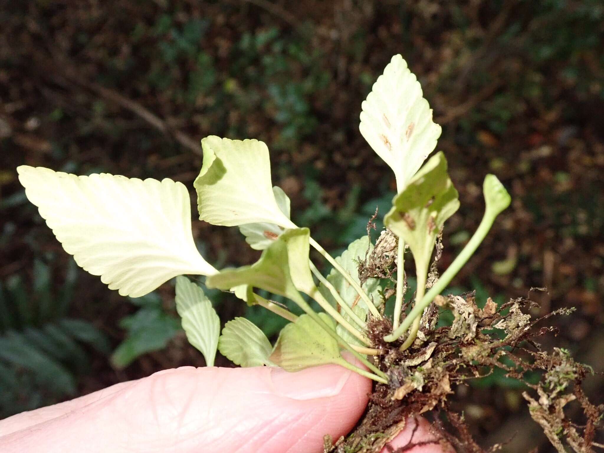 Image of Asplenium trilobum Cav.