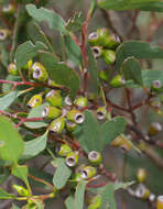 Image of Eucalyptus angulosa Schauer