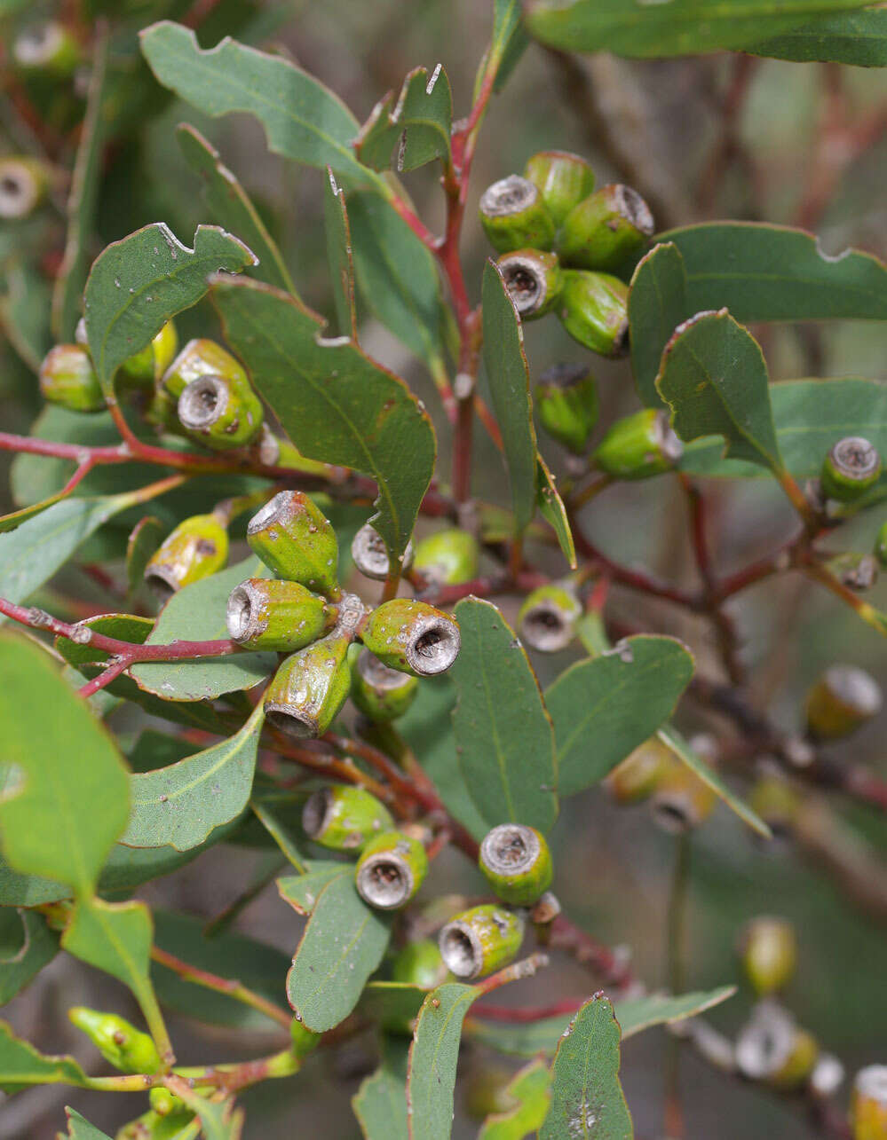 Image of Eucalyptus angulosa Schauer