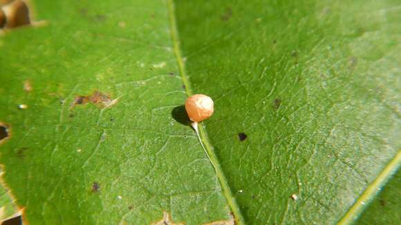 Image of Theridiosoma gemmosum (L. Koch 1877)