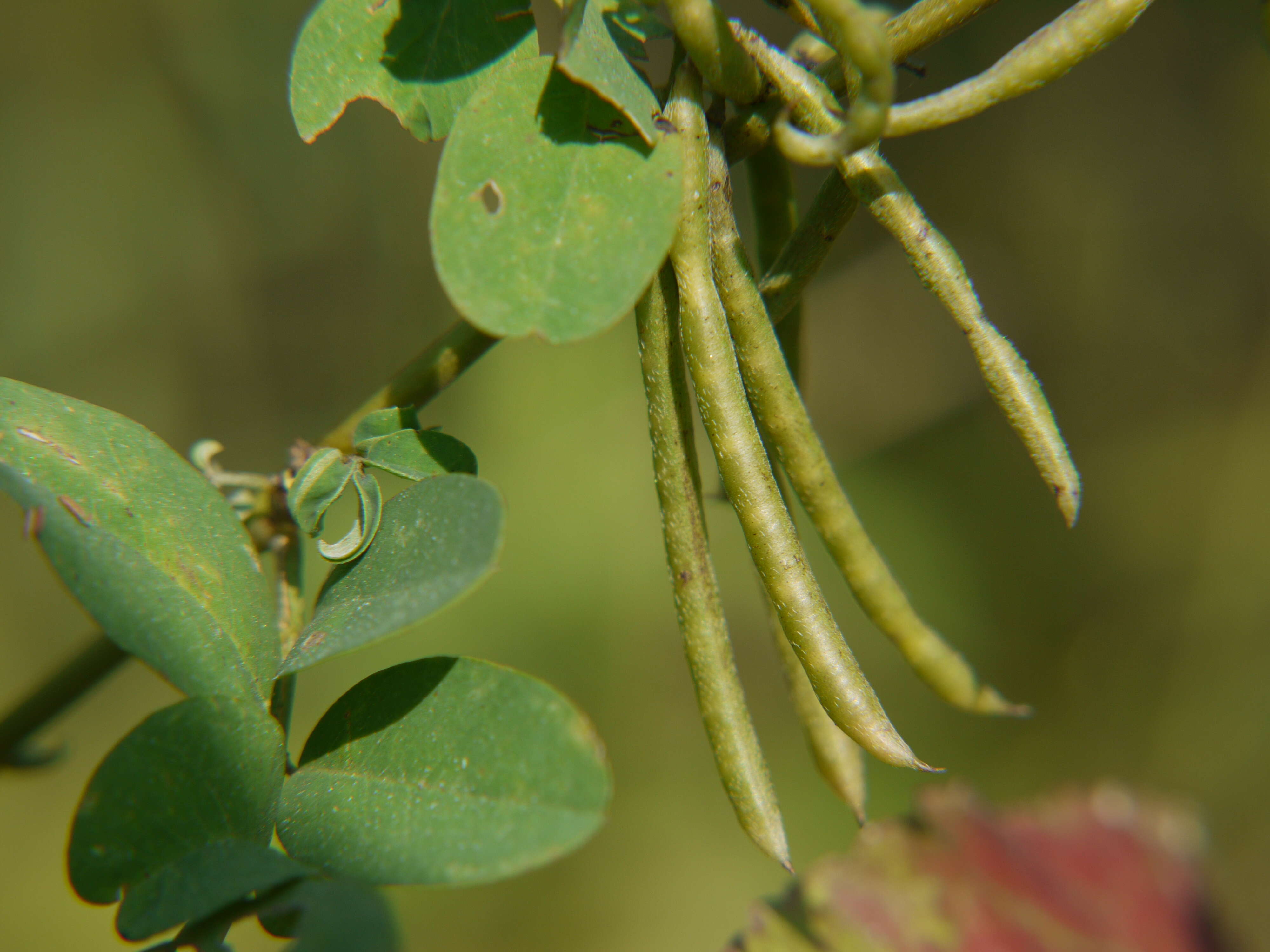 Imagem de Indigofera suffruticosa Mill.