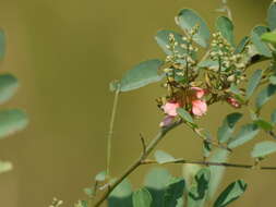 Imagem de Indigofera suffruticosa Mill.