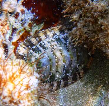 Image of Chiton viridis Spengler 1797