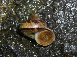 صورة Cyclophorus turgidus (Pfeiffer 1851)