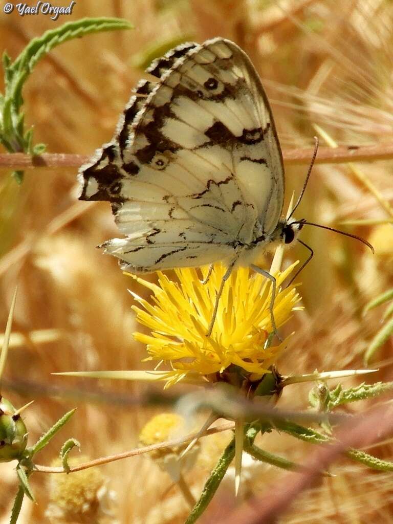 Imagem de Melanargia titea Klug 1832