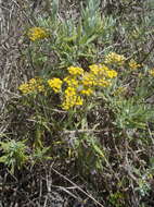 صورة Helichrysum revolutum (Thunb.) Less.