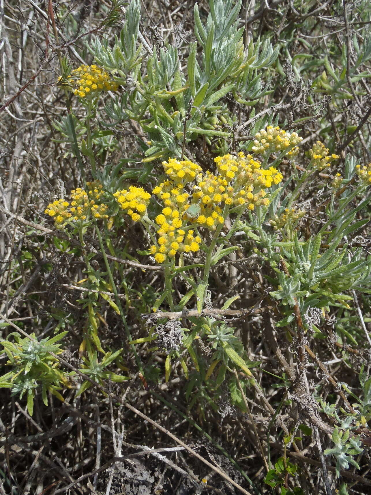 صورة Helichrysum revolutum (Thunb.) Less.