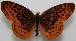 Plancia ëd Boloria bellona