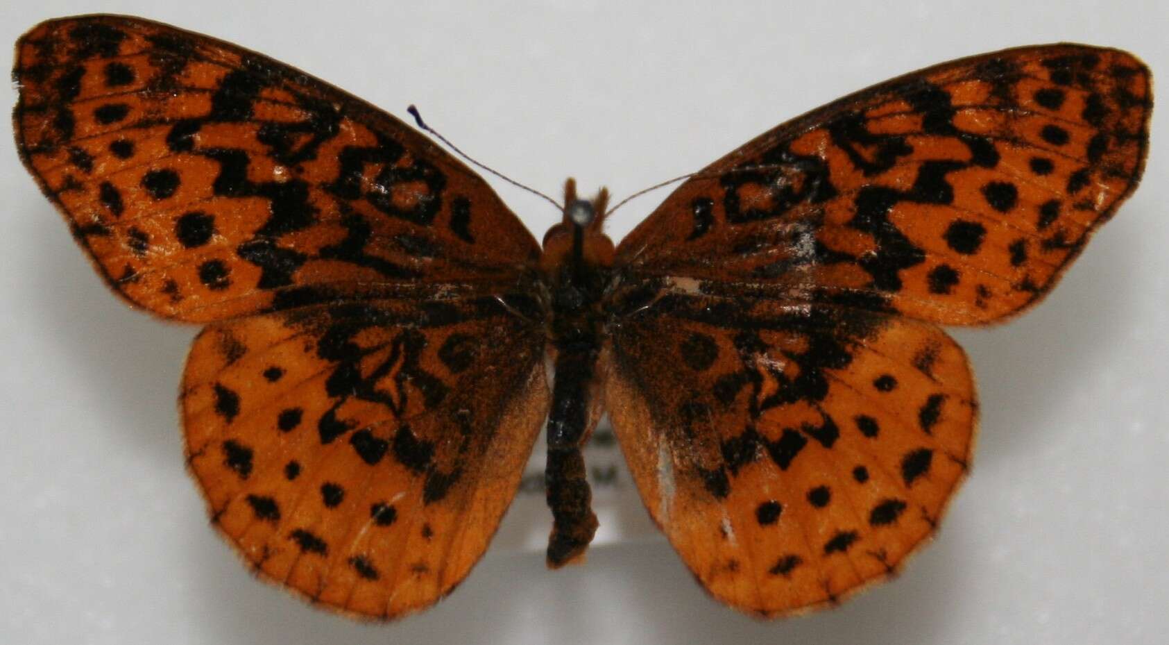 Plancia ëd Boloria bellona