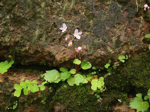 Image of Begonia crenata Dryand.