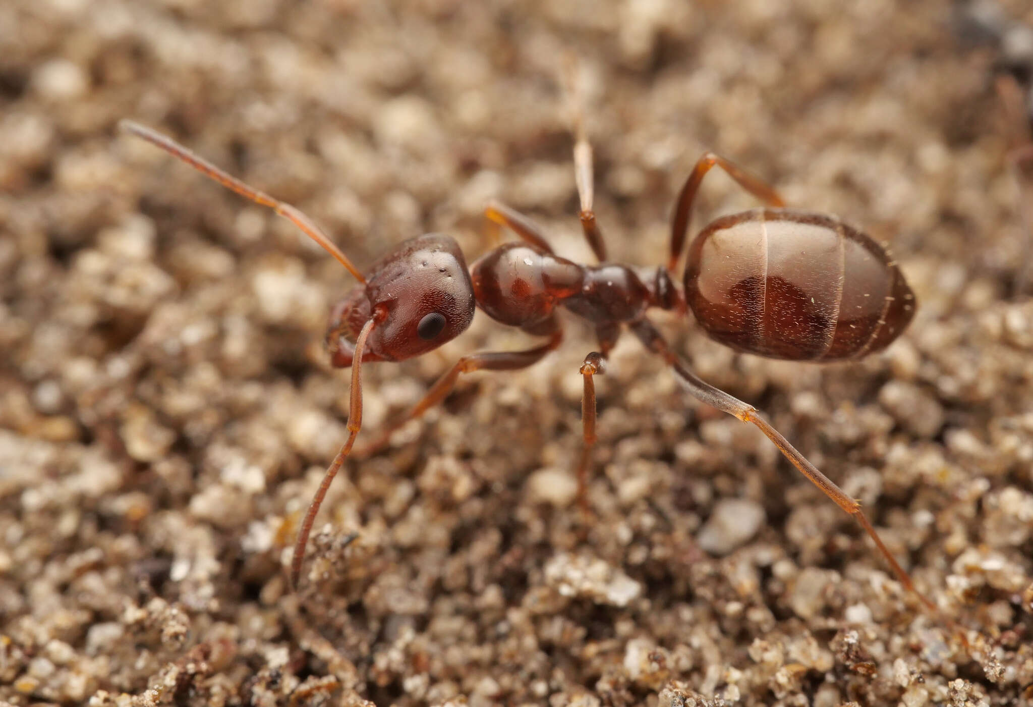 Image of Proformica striaticeps (Forel 1911)