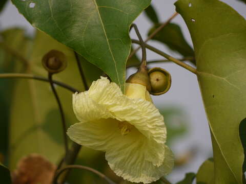 Image of Portia tree